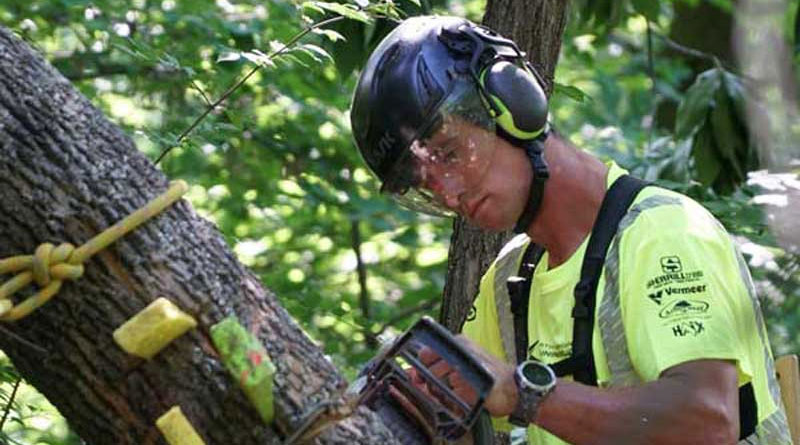 tree cutting policy at hawk mountain pittsfield